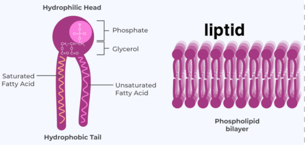 liptid